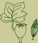 10_tulip_tree