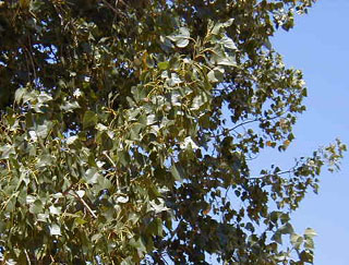 03_fremont_cottonwood