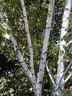 09_european_white_birch