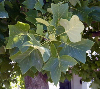 10_tulip_tree