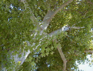 13_california_sycamore