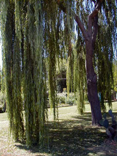 15_weeping_willow